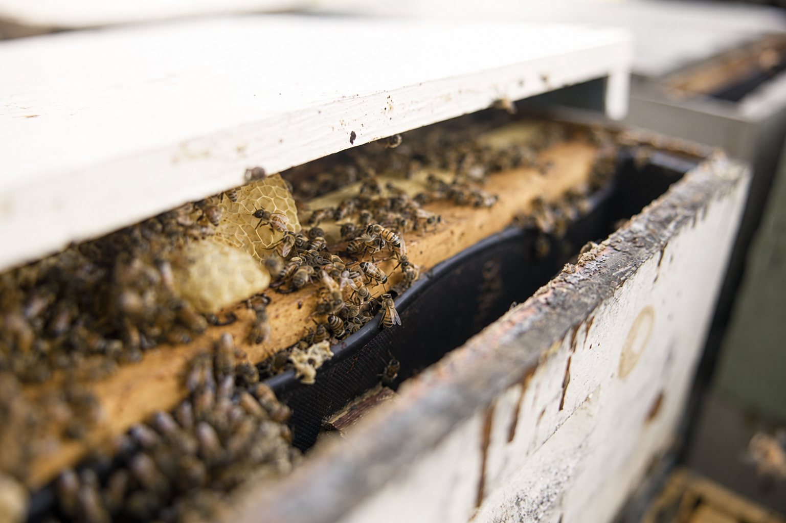 Bees on comb in an open hive box