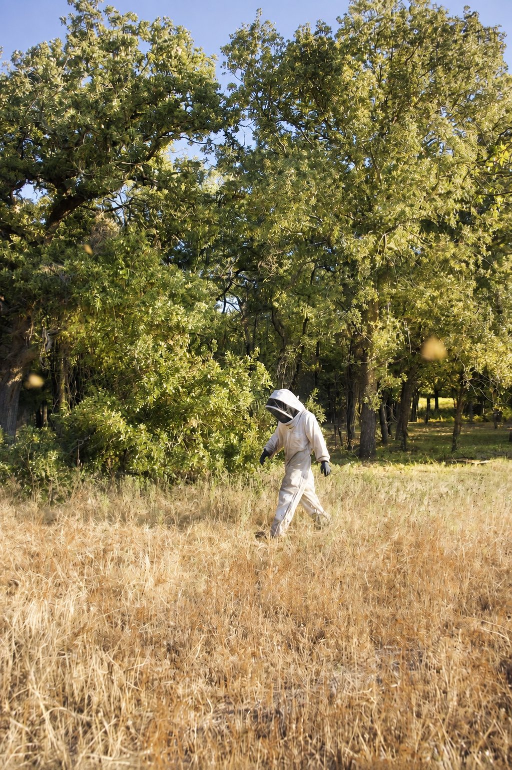 A keeper walking the oak pasture at Timber Creek Bees