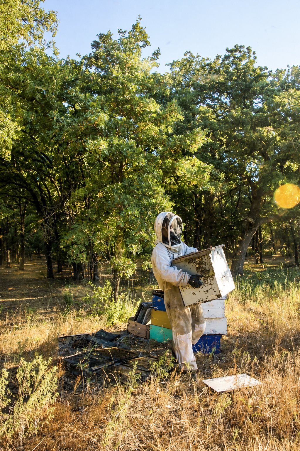 Lifting a hive body in dry grass