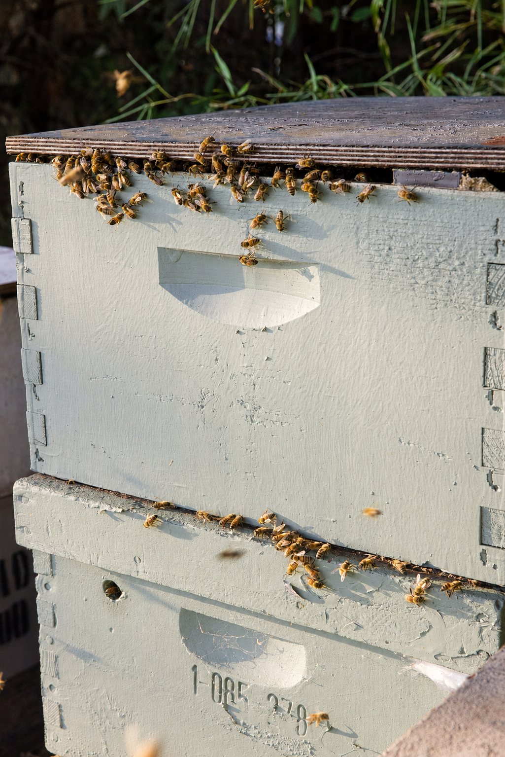 Bees at the entrance of a hive
