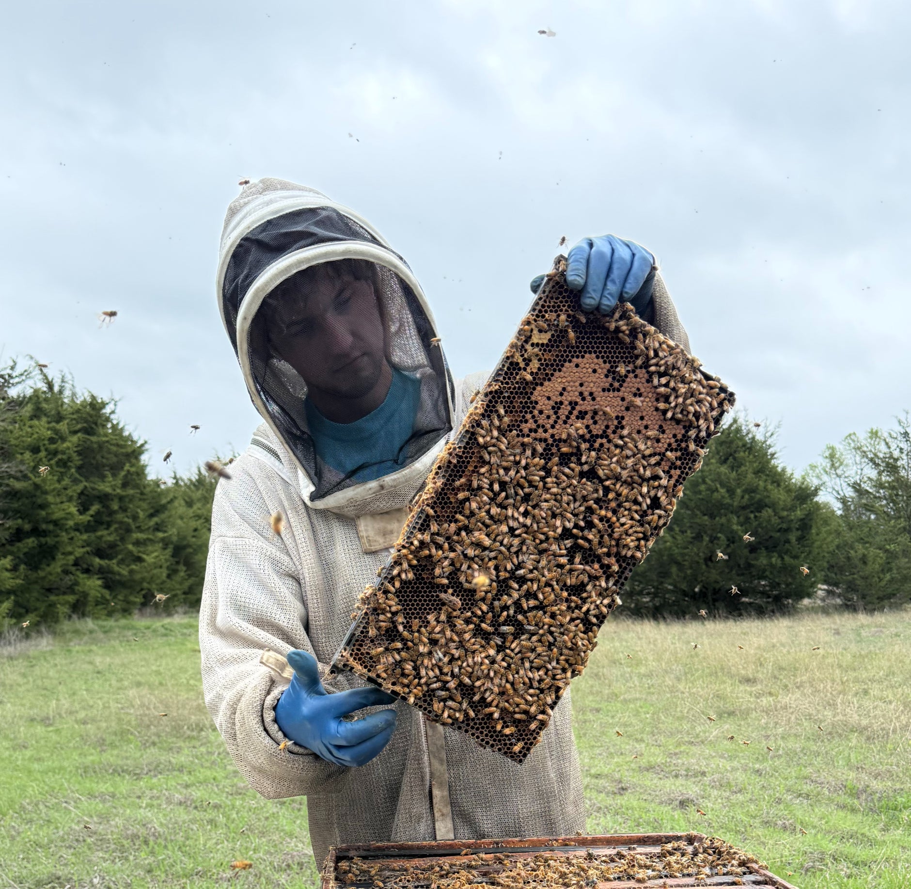 Hayden Chrisman, owner of Timber Creek Bees, holding a frame of comb