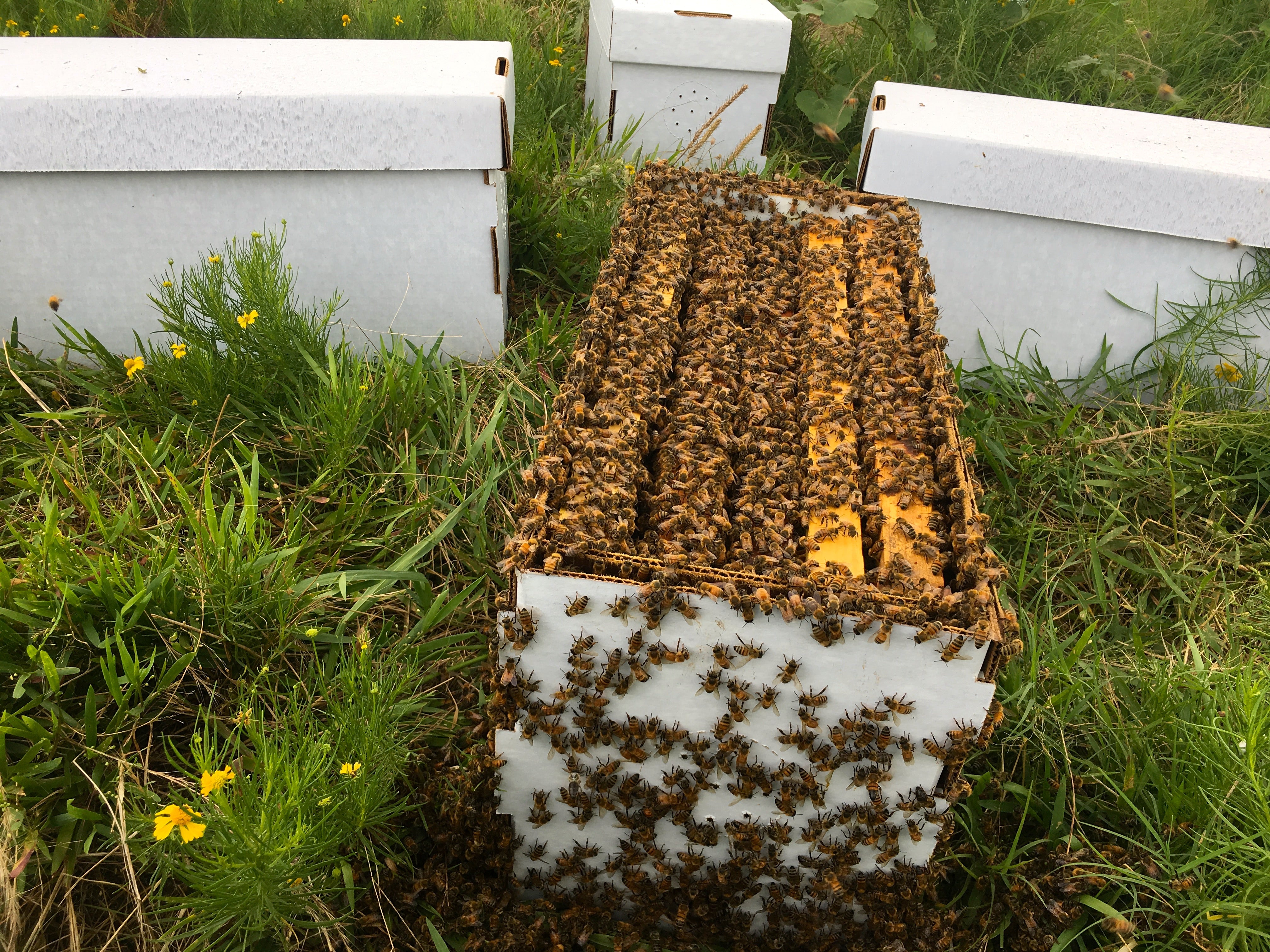 Open hive in the grass at Timber Creek Bees, Greenville, Texas